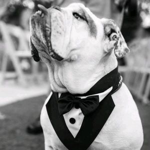 Meet your Posher, Larry